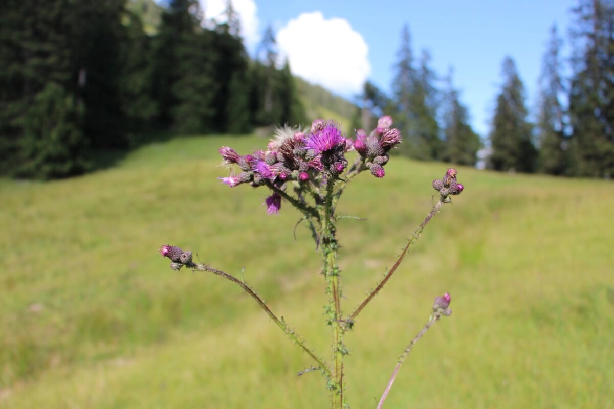 Distel in Thiersee